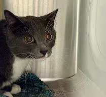 An adult large-sized male Domestic Short Hair cat named Theodore for adoption in Olathe, KS
