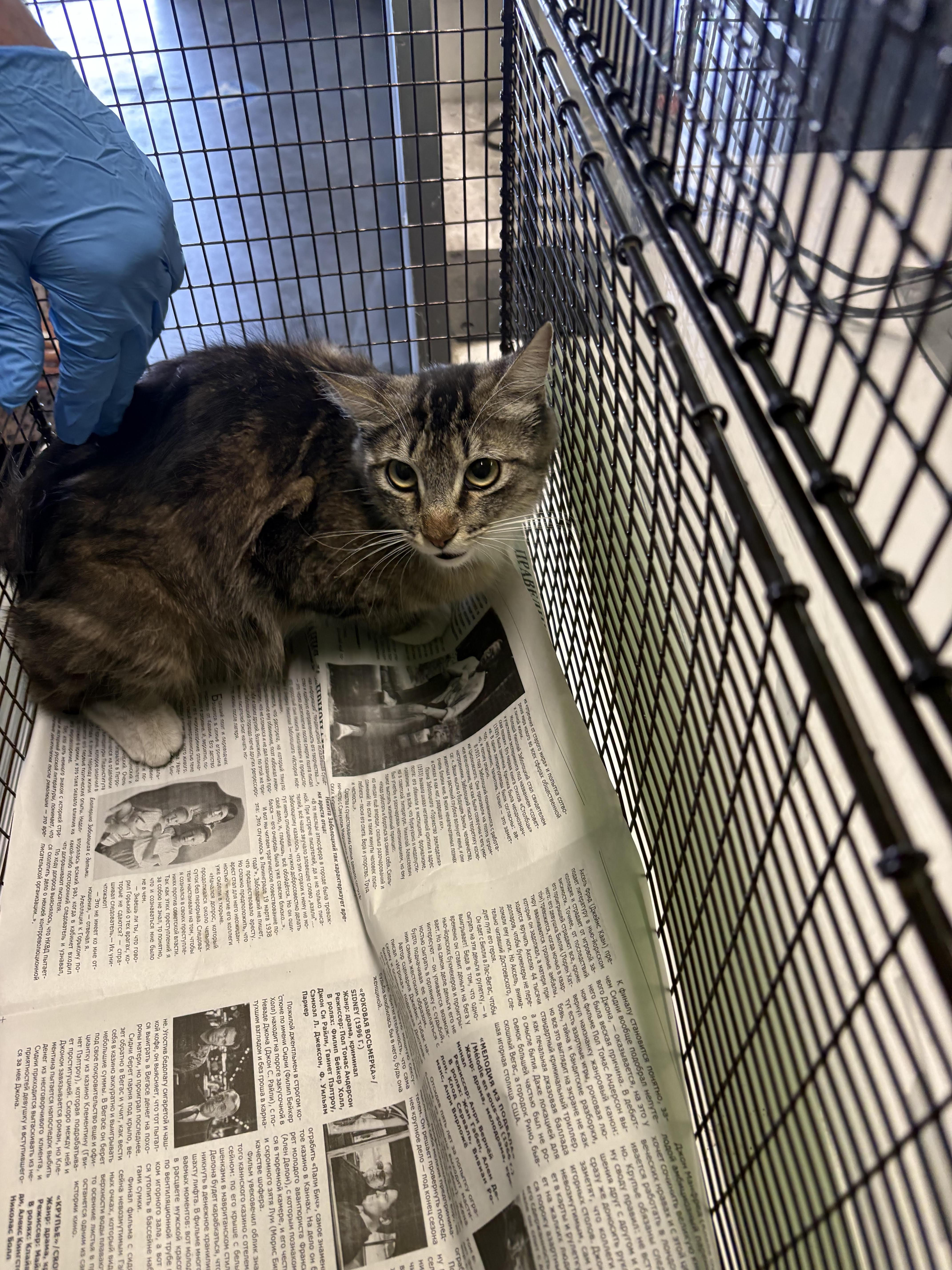 A young medium-sized female Domestic Short Hair cat named Luna for adoption in Los Angeles, CA