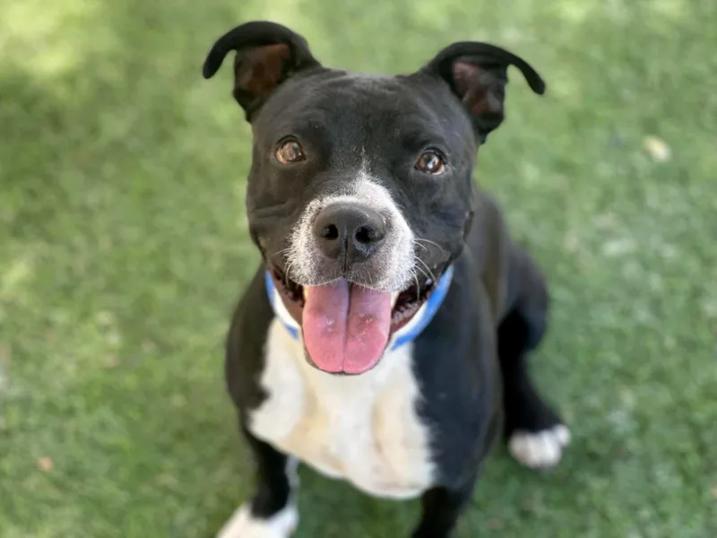 An adult large-sized female American Staffordshire Terrier dog named Blitz for adoption in Phoenix, AZ