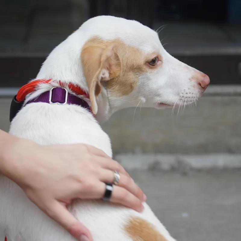 A young medium-sized female Apricot / Beige Labrador Retriever dog named Primrose for adoption in New York, NY
