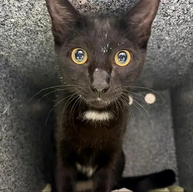 A baby small-sized female Domestic Short Hair cat named Simba for adoption in Naples, FL