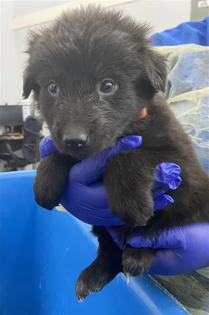A baby large-sized male Mixed Breed dog named Guardian for adoption in Dallas, TX