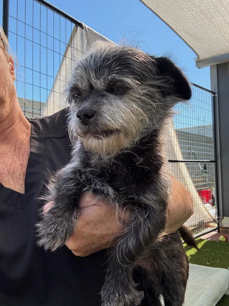 A senior small-sized female Gray / Blue / Silver Shih Tzu dog named Gremlin for adoption in Temecula, CA