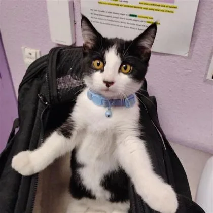 A baby small-sized male Black Domestic Short Hair cat named 61804078 for adoption in El Paso, TX