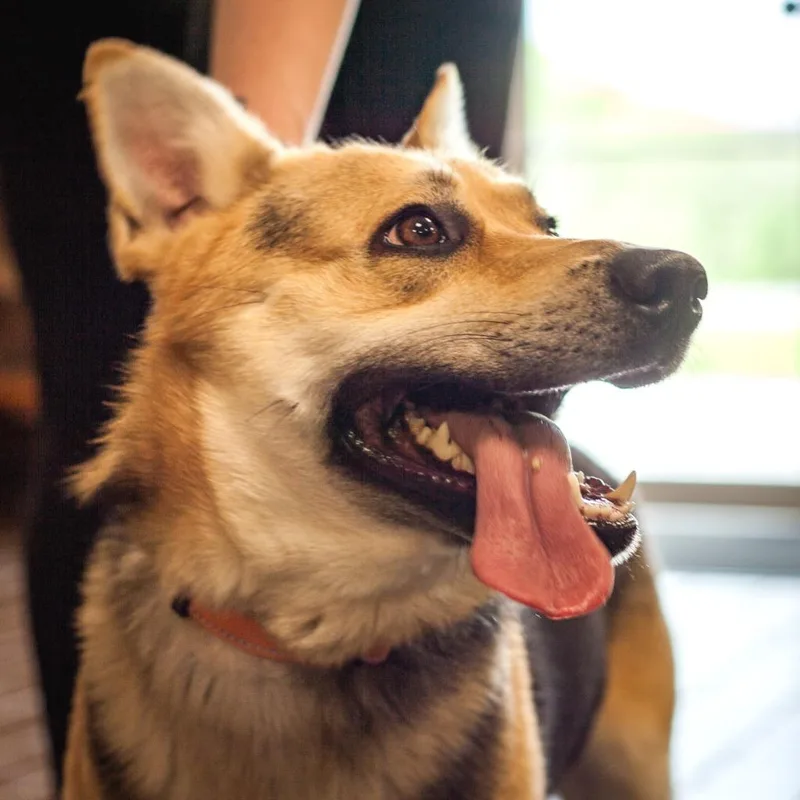 A young medium-sized male German Shepherd Dog dog named Zeke for adoption in Olean, NY