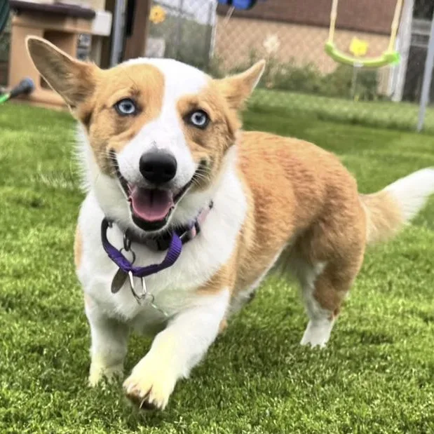 An adult small-sized female Cardigan Welsh Corgi dog named Athena for adoption in Toledo, OH