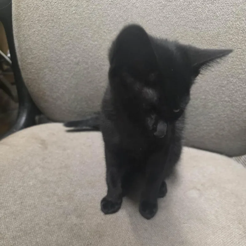 A baby small-sized female Black Domestic Short Hair cat named Izzie for adoption in Eufaula, AL