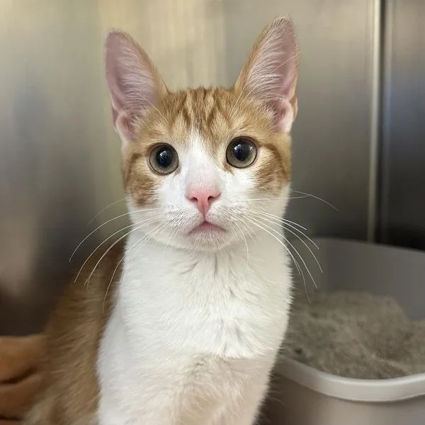 A baby medium-sized male Domestic Short Hair cat named Bearman for adoption in Walnut Creek, CA