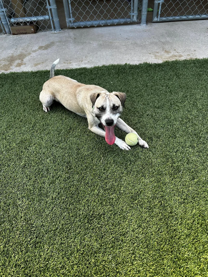 An adult medium-sized male Apricot / Beige Terrier dog named Bowie for adoption in Lake Dallas, TX