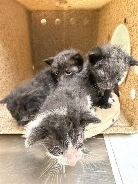 A baby small-sized male Domestic Short Hair cat named Paul for adoption in Riverside, CA