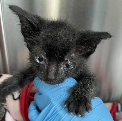 A baby small-sized male Domestic Short Hair cat named Zero for adoption in Westland, MI