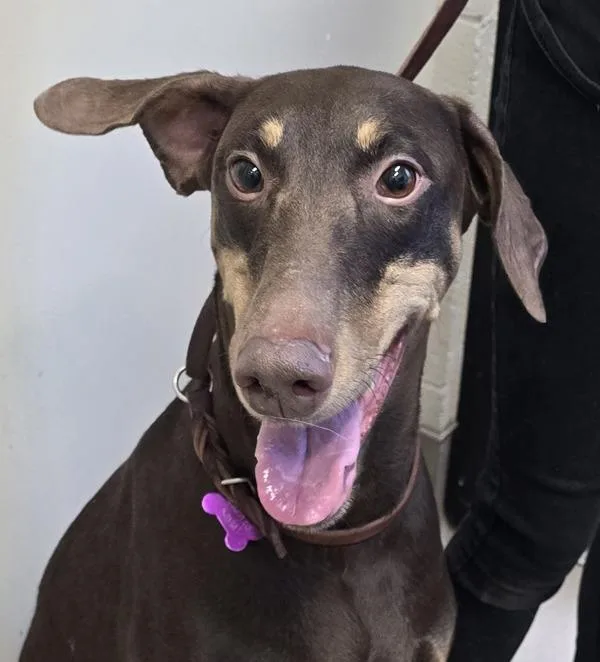 An adult large-sized female Doberman Pinscher dog named Summer for adoption in El Cajon, CA