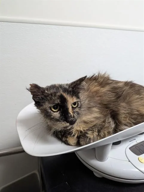 An adult medium-sized female Domestic Short Hair cat named Meghan Markle for adoption in Bakersfield, CA