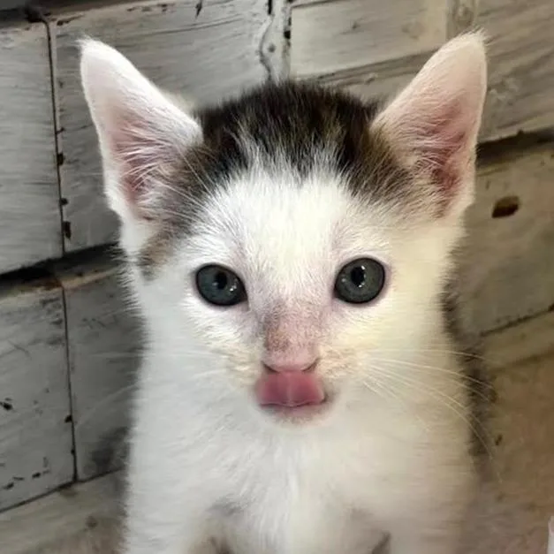 A baby small-sized male Brown / Chocolate Domestic Short Hair cat named Aster for adoption in Staten Island, NY