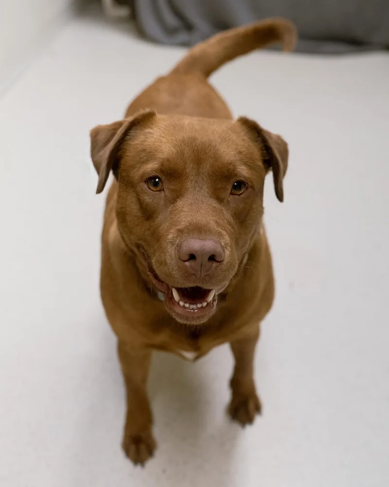 An adult medium-sized female Red / Chestnut / Orange Labrador Retriever dog named Cupcake for adoption in Cincinnati, OH