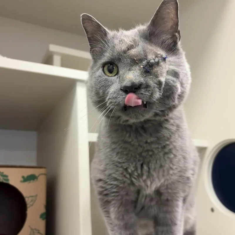 A senior large-sized male Gray / Blue / Silver Domestic Short Hair cat named Walter for adoption in Fairport, NY