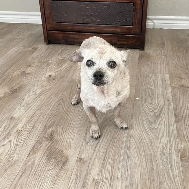 A senior small-sized male Apricot / Beige Chihuahua dog named Sweet old Albert for adoption in Burlington, NC