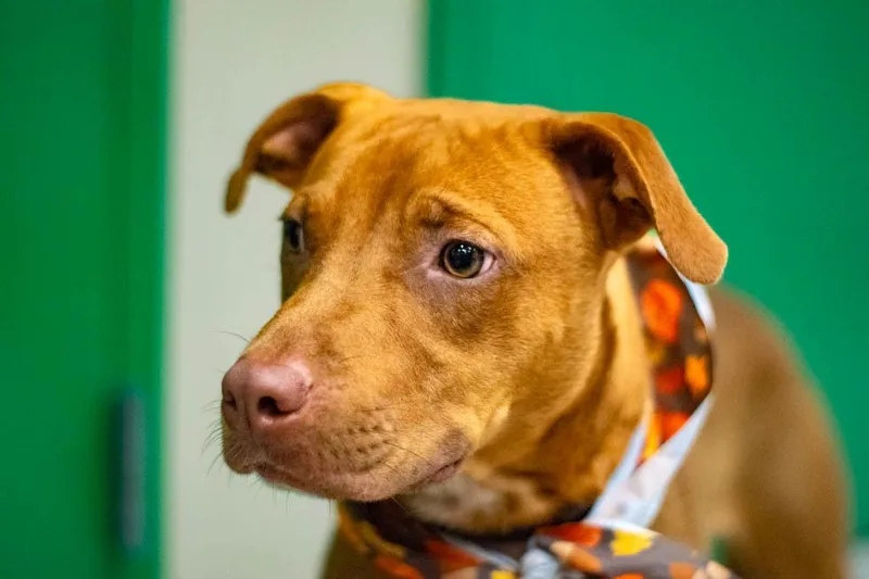 A young medium-sized male Red / Chestnut / Orange Terrier dog named Pumpkin for adoption in Sanford, FL
