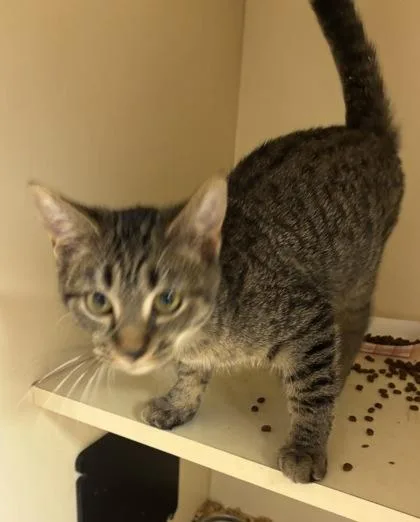 A baby medium-sized male Domestic Short Hair cat named Lupin for adoption in Chamblee, GA