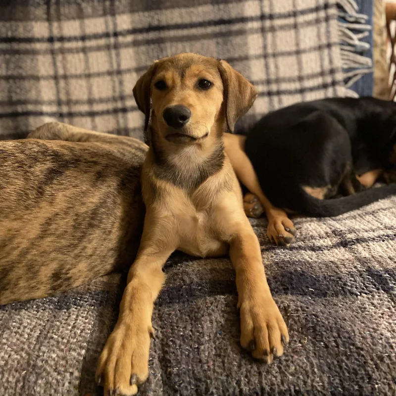 A baby medium-sized female Apricot / Beige Shepherd dog named Wrennie for adoption in San Diego, CA