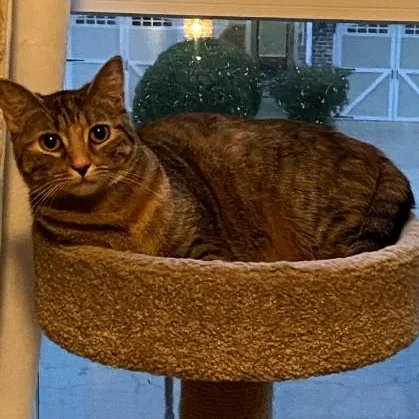 An adult large-sized female Domestic Short Hair cat named Pop Tart for adoption in Duluth, GA
