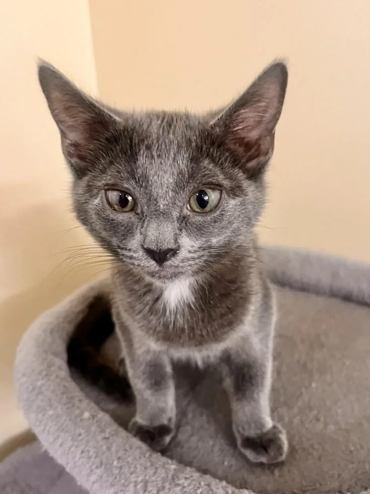 A baby small-sized male Domestic Short Hair cat named Dipsy for adoption in Hagerstown, MD