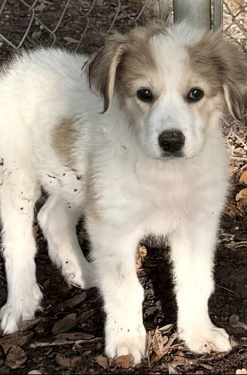 A young large-sized male Great Pyrenees dog named Steve for adoption in Louise, TX