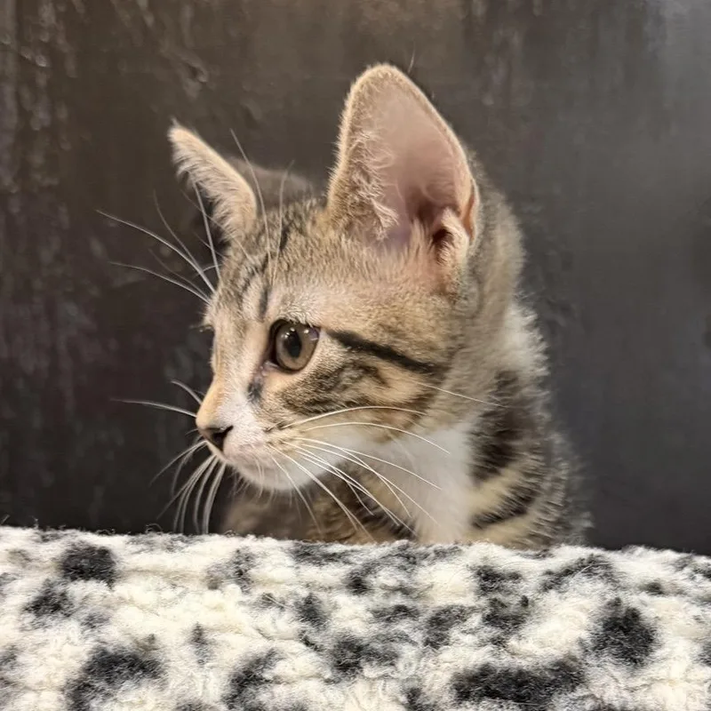 A baby medium-sized male Tabby (Buff / Tan / Fawn) Domestic Short Hair cat named Frisco At Fat Cat for adoption in Tallahassee, FL
