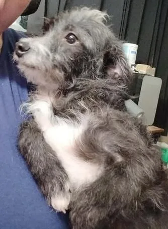 An adult small-sized female Gray / Blue / Silver Wirehaired Dachshund dog named Dottie for adoption in Hopkinton, MA