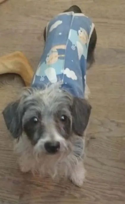 Dottie thumbnail 2
