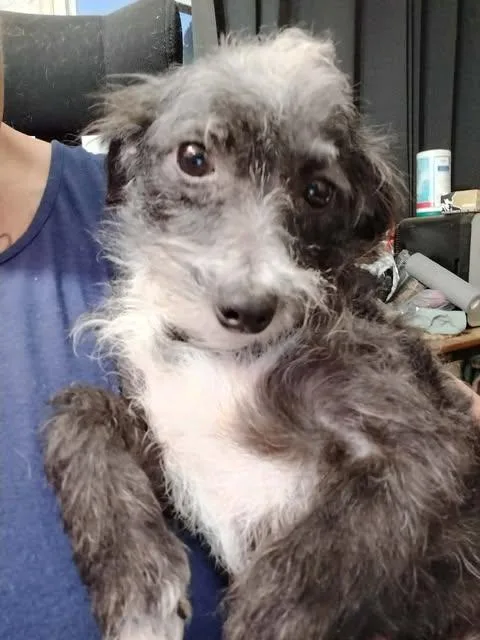 Dottie thumbnail 3