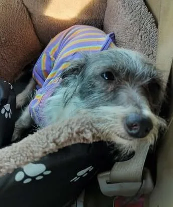 Dottie thumbnail 4