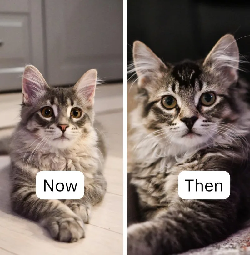 A baby medium-sized male Domestic Short Hair cat named Now Max Applications for adoption in Minneapolis, MN