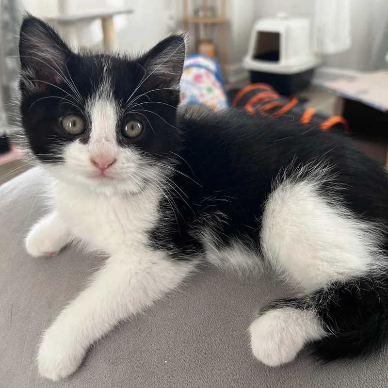 A young small-sized male Black Domestic Short Hair cat named Babadook for adoption in Rochester, MN