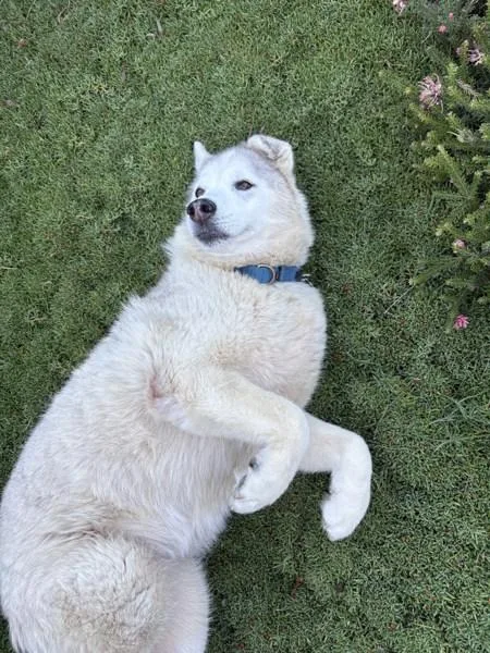 A senior large-sized female Siberian Husky dog named Baba Ghanoush for adoption in San Diego, CA