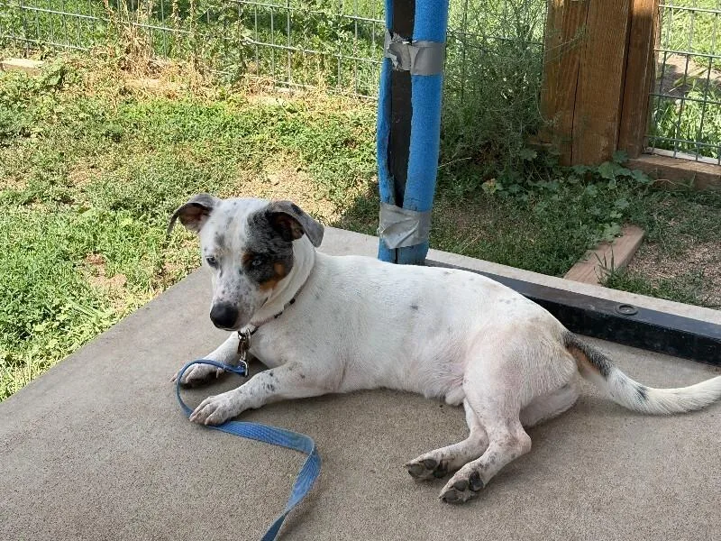 An adult medium-sized male White / Cream Mixed Breed dog named Banjo for adoption in Fort Collins, CO