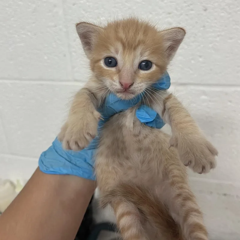 A baby small-sized male Orange / Red Domestic Short Hair cat named Clark for adoption in Edinburg, TX