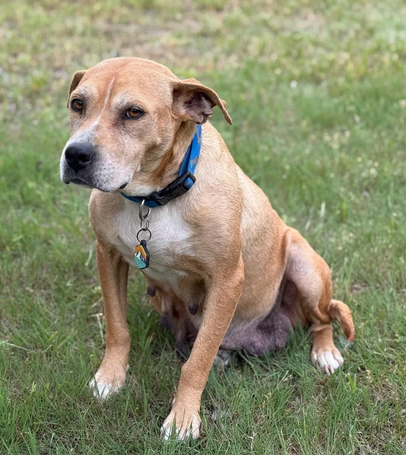A senior medium-sized female Rhodesian Ridgeback dog named Momma for adoption in Holly Springs, NC