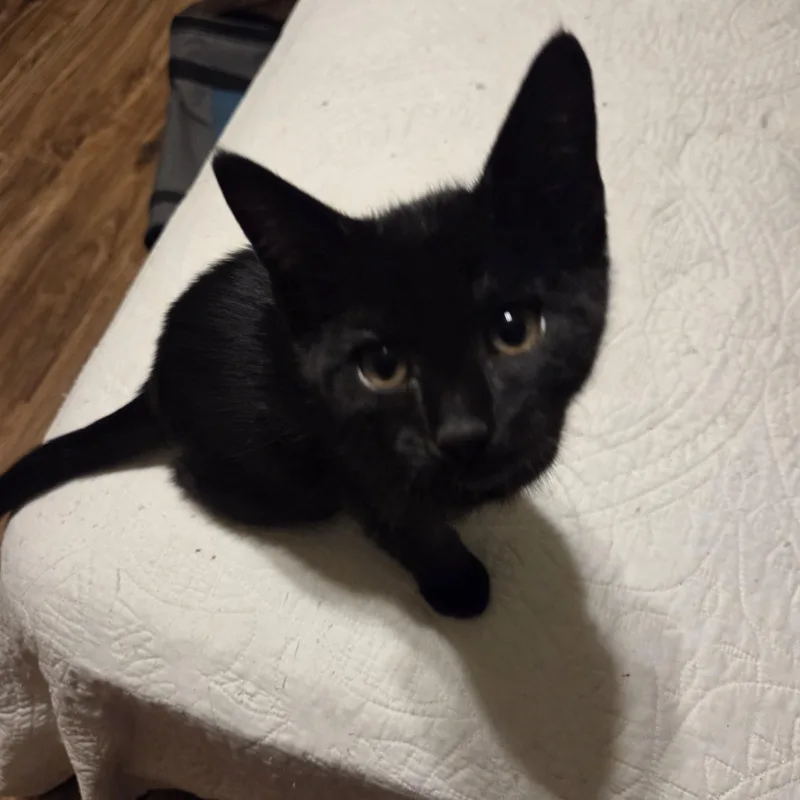 A baby medium-sized male Black Domestic Short Hair cat named ChaseZuma for adoption in Milwaukee, WI