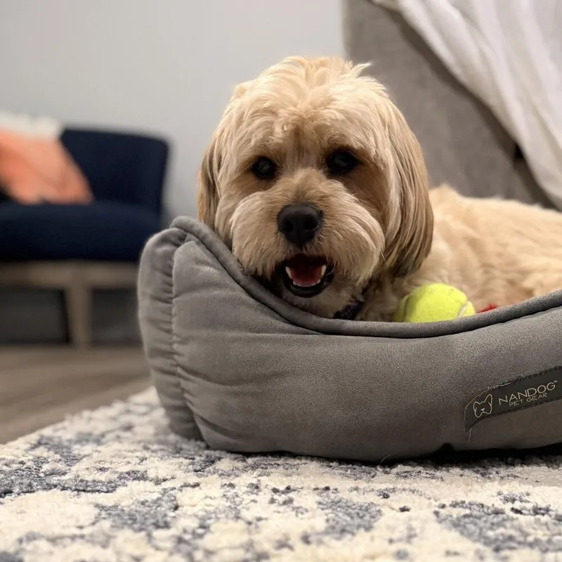 An adult small-sized male Havanese dog named Charlie Bear for adoption in Seminole, FL
