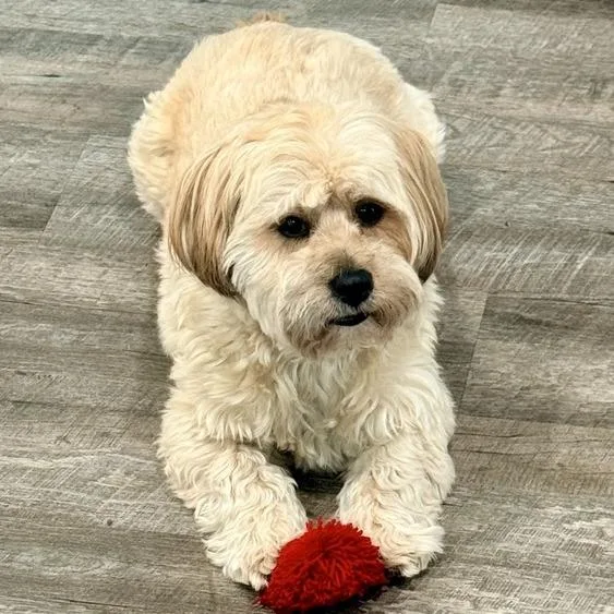 Charlie Bear thumbnail 2