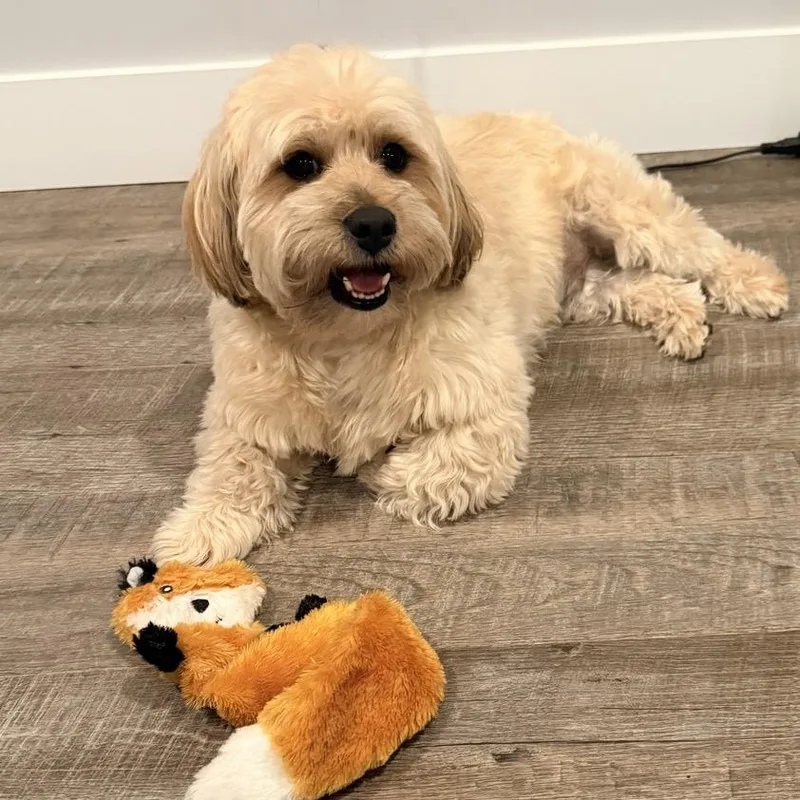 Charlie Bear thumbnail 3