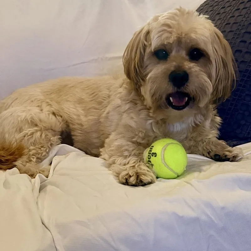 Charlie Bear thumbnail 6