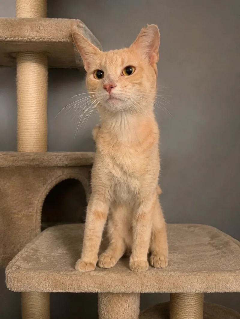 A young medium-sized male Orange & White Domestic Short Hair cat named Ging for adoption in Granite City, IL