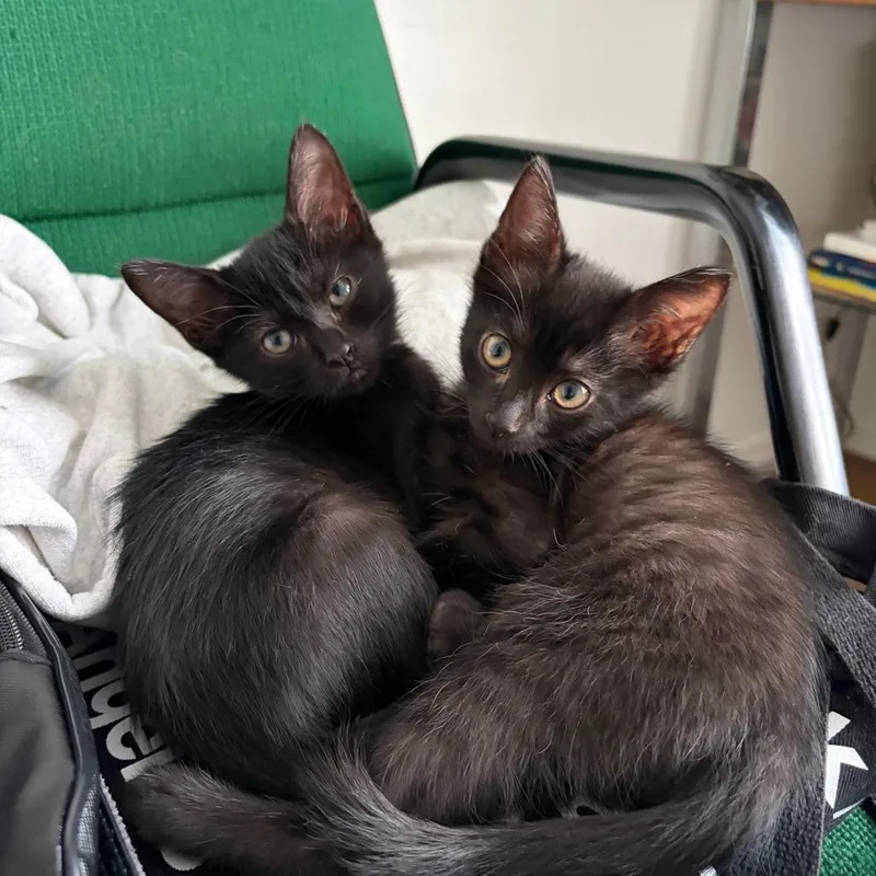 A baby small-sized female Black Domestic Short Hair cat named Mamani for adoption in Spokane, WA