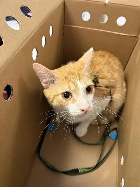 A young small-sized male Domestic Short Hair cat named Odi for adoption in Jacksonville, FL