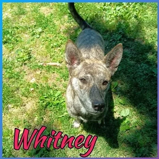 A young medium-sized female Brindle Mountain Cur dog named Whitney for adoption in Greenfield, TN