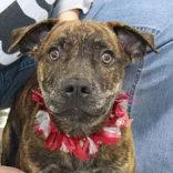 An adult medium-sized male Brindle Mixed Breed dog named Reggie for adoption in Lansing, MI