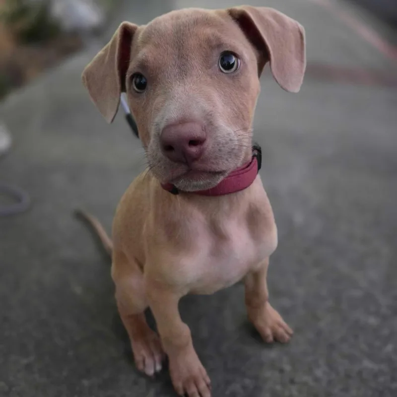 A baby small-sized female Brown / Chocolate American Staffordshire Terrier dog named Maggie for adoption in Pacifica, CA