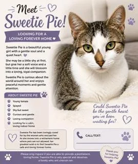 An adult medium-sized female Tabby (Brown / Chocolate) Domestic Short Hair cat named Sweetie Pie for adoption in Gastonia, NC